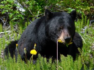 Black bear eating dandelions.