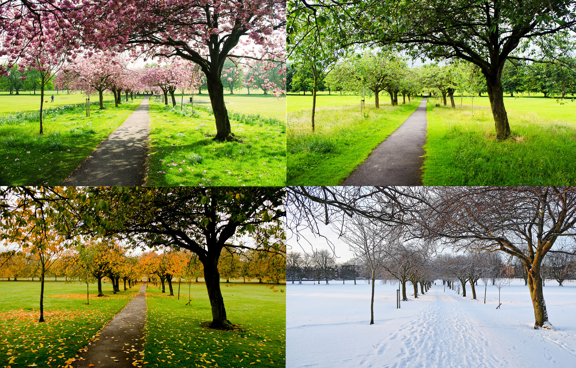 Trees in spring, summer, autumn, and winter