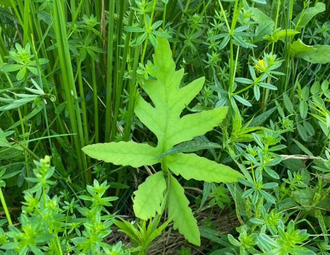 Untitled – June 12, 2026 at 16.31.54-2 green fern and grasses
